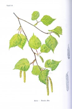 Birke Litho